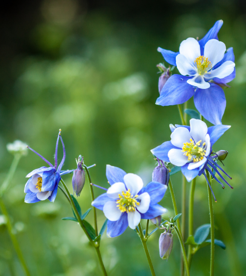 Columbine flowers in the wilderness