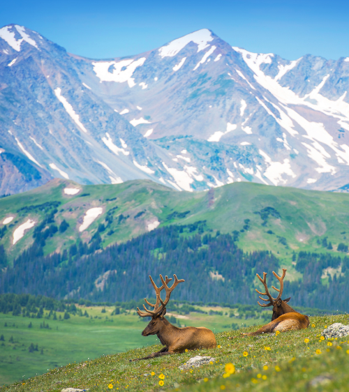 Pair of elk resting in a meadow with mountains in the background